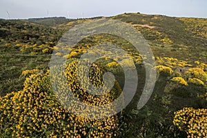 Landscape with ulex densus shrubs.