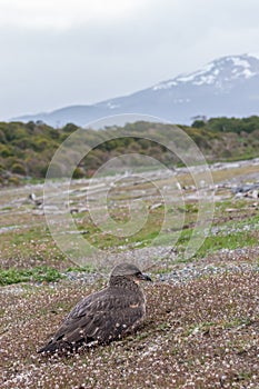 A landscape of Ushuaia, Argentina, in spring.