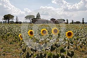 Landscape of val d orcia