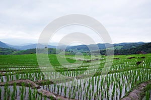 Landscape valley terraced Paddy rice fields on mountain on mountain in the countryside, Chiangmai Province of Thailand. Travel in