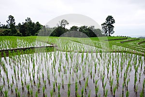 Landscape valley terraced Paddy rice fields on mountain on mountain in the countryside, Chiangmai Province of Thailand. Travel in