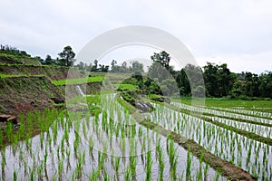 Landscape valley terraced Paddy rice fields on mountain on mountain in the countryside, Chiangmai Province of Thailand. Travel in