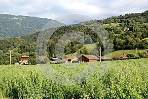 Landscape of vegetation and houses, France