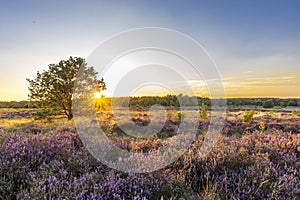 Landscape Veluwe nature reserve The Netherlands