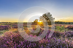 Landscape Veluwe nature reserve The Netherlands