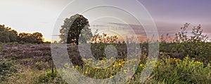 Landscape Veluwe nature reserve The Netherlands