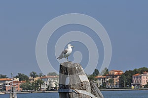 Landscape of Venice with light blue sea