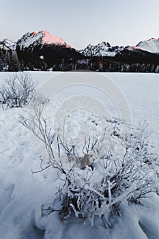 Landscape vertical photo of frozen and snow covered Strba tarn Strbske pleso in winter time. Mountains in Slovakia with frozen