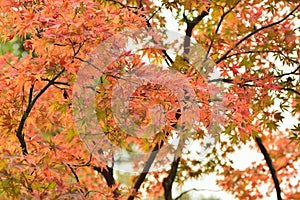 Landscape of vibrant colored Japanese Maple leaves with blurred background