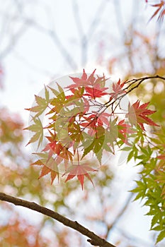 Landscape of vibrant colored Japanese Maple leaves with blurred background