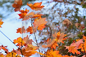 Landscape of vibrant colored Japanese Maple leaves with blurred background