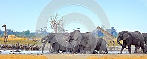 Landscape of a vibrant waterhole with elephants and giraffes in Hwange National Park, Zimbabwe