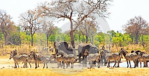 Landscape of a vibrant waterhole which is full of elephants and zebras in Makololo, Hwange National Park, Zimbabwe