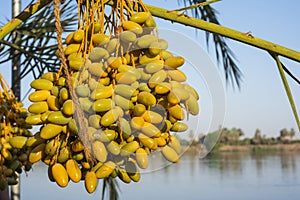 Landscape view across nile river to luxor west bank with dates