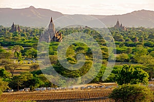 Landscape view of ancient temples with cows and fields, Bagan