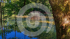 Landscape view of the artificial lake and a bush in the middle