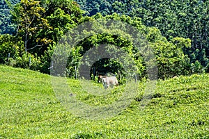 Landscape view of Atalaia Park, Itajai City, Brazil. Parque Nacional da Serra do Itajai