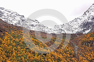 Landscape view in  autumn at Yading national reserve