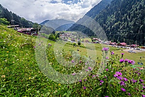 Landscape view of Ayder Plateau in Rize,Turkey