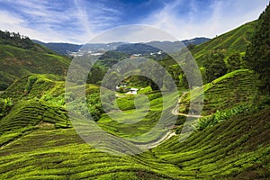 Landscape view of beautiful cameron highlands tea plantation in morning,Pahang, Malaysia