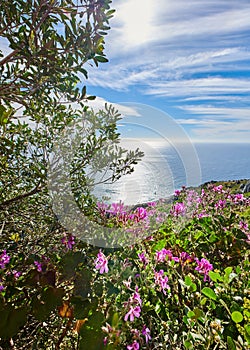 Landscape view of beautiful vegetation and greenery on a mountain side in a natural environment on a summer day. Copy