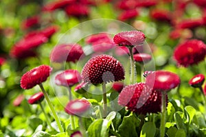 Landscape view of Bellis perennis, the beautiful bright red meadow daisy, with green floiage and with a shallow depth of field