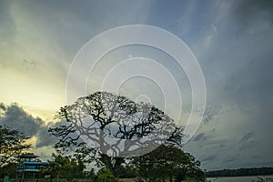 Tree and sky with clouds at sunset