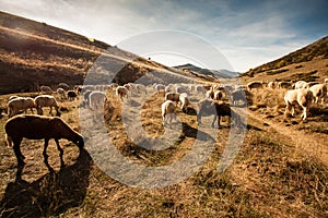 Landscape view of Bistra Mountain