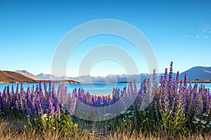 Landscape view of blooming flowers and Lake Tekapo mountains, NZ