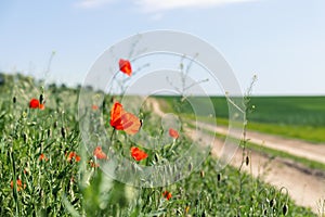 Landscape view of bright red blossoming poppy flowers on beautiful green wildflower grassland meadow along country dirt