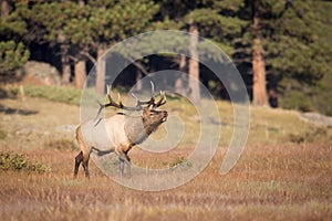 Landscape View of bugling Elk photo