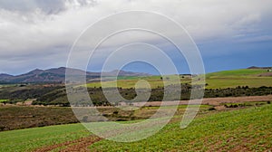 Landscape view with Canola fields, gloomy and cloudy sky background, Overberg region, Western Cape