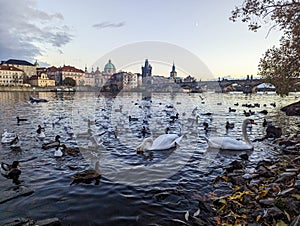 Landscape View of the Charles bridge in prague with birds and swans