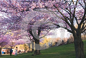 Landscape view of the cherry blossoms in the High Park. Toronto
