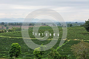 landscape view of choui fong tea plantation with blue sky at Chiangrai province, Thailand