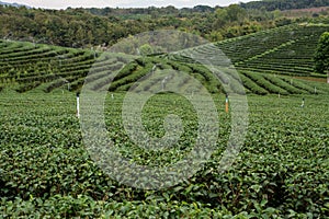 landscape view of choui fong tea plantation with blue sky at Chiangrai province, Thailand