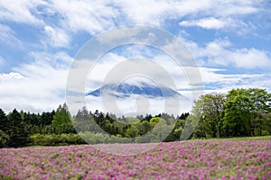 landscape view of cloudy Fuji with the flower field of pink moss at Shibazakura festival