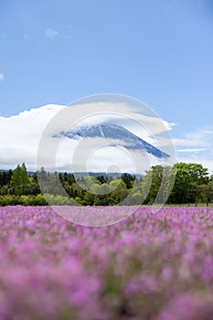 landscape view of cloudy Fuji with the flower field of pink moss at Shibazakura festival