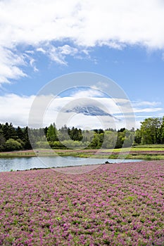 landscape view of cloudy Fuji with the flower field of pink moss at Shibazakura festival