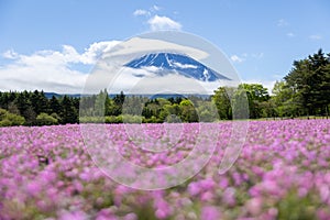 landscape view of cloudy Fuji with the flower field of pink moss at Shibazakura festival