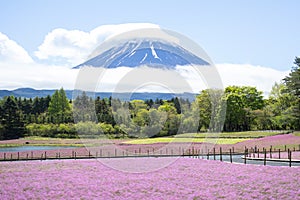 landscape view of cloudy Fuji with the flower field of pink moss at Shibazakura festival