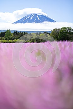 landscape view of cloudy Fuji with the flower field of pink moss at Shibazakura festival