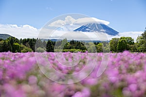 landscape view of cloudy Fuji with the flower field of pink moss at Shibazakura festival