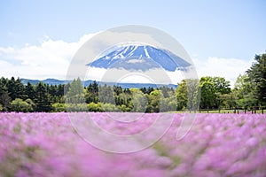 landscape view of cloudy Fuji with the flower field of pink moss at Shibazakura festival