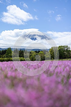 landscape view of cloudy Fuji with the flower field of pink moss at Shibazakura festival