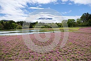 landscape view of cloudy Fuji with the flower field of pink moss at Shibazakura festival