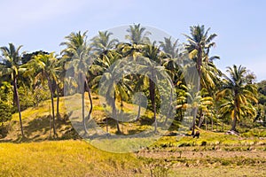 Landscape view of the coconut trees