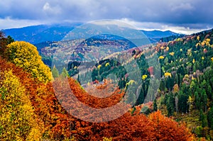 Krajina pohled na barevné podzimní listí lesa při zatažené obloze