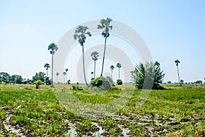 landscape view of countryside, palm and paddy fields, Myanmar