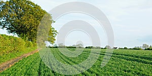 Landscape View of Crops on Farmland